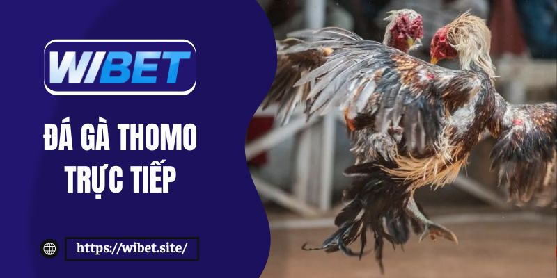 Trải nghiệm đá gà Thomo trực tiếp tại WIBET đầy kịch tính